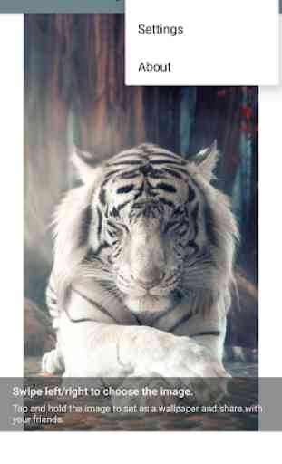 White Tiger Wallpaper 3