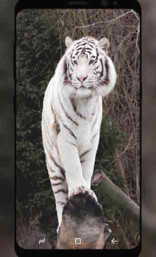 White Tiger Wallpaper HD 1