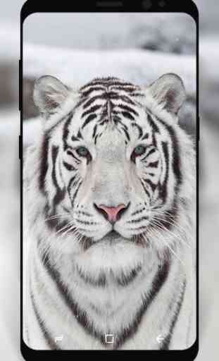 White Tiger Wallpaper HD 2