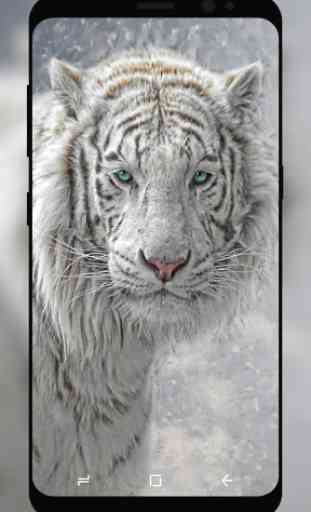 White Tiger Wallpaper HD 3