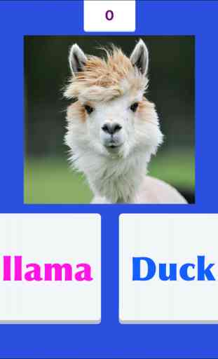 Tic Toc: Llama Duck 4