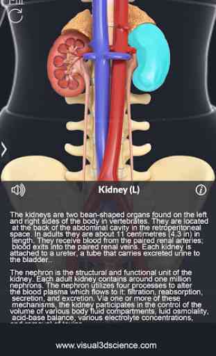 Urinary System Pro. 4