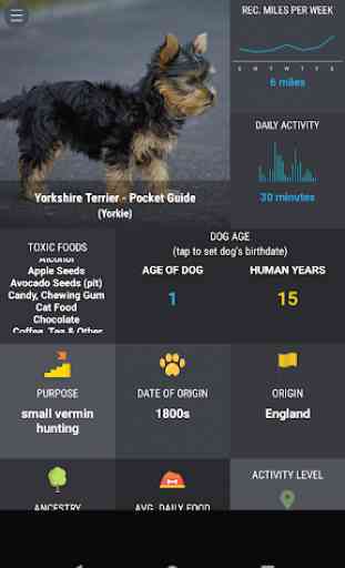 Yorkshire Terrier 101 1