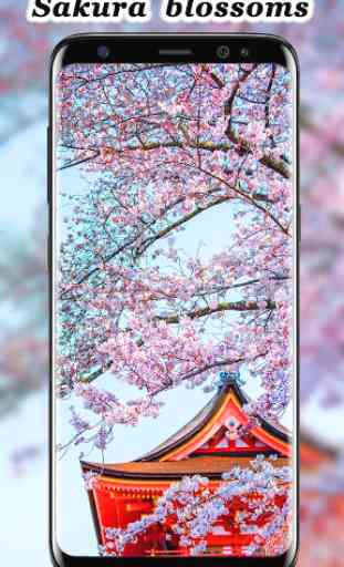 Sakura blossoms wallpaper Japanese Garden 1
