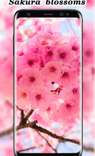Sakura blossoms wallpaper Japanese Garden 3
