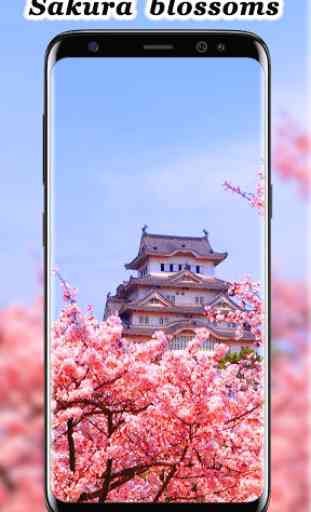 Sakura blossoms wallpaper Japanese Garden 4