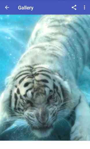 New Beautiful White Tiger Wallpapers 1
