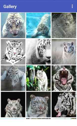 New Beautiful White Tiger Wallpapers 2