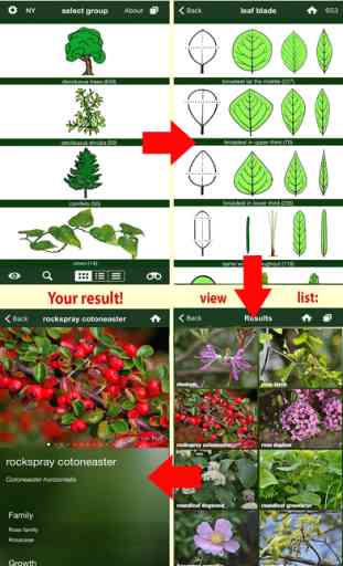 Tree Id USA - identify over 1000 of America's native species of Trees, Shrubs and Bushes 3