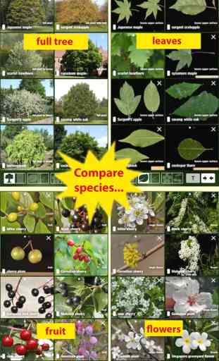 Tree Id USA - identify over 1000 of America's native species of Trees, Shrubs and Bushes 4