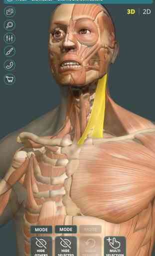 Visual Anatomy 3D | Human 1