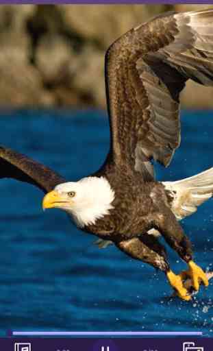 Eagle - RINGTONES and WALLPAPERS 3