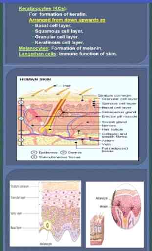 Color Atlas and Synopsis of dermatology 4