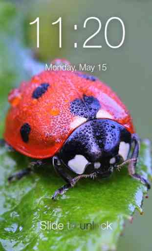 Cute Ladybug Screen Lock 1