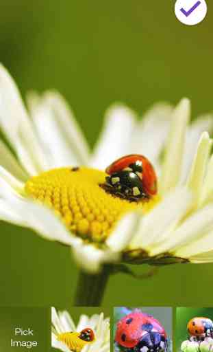 Cute Ladybug Screen Lock 3