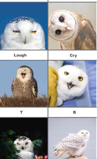 Owl Meme Stickers 1