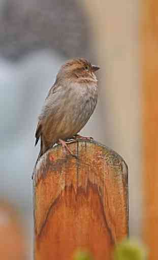 Sparrow. Birds Wallpapers 1