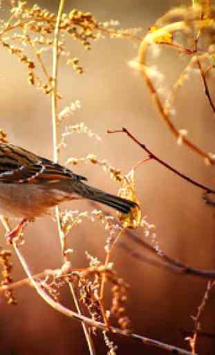 Sparrow. Birds Wallpapers 2