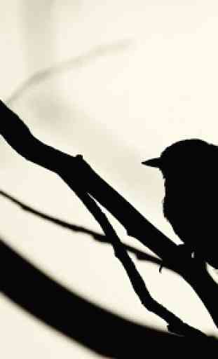 Sparrow. Birds Wallpapers 3
