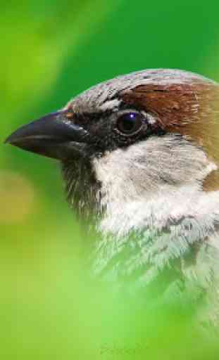 Sparrow. Birds Wallpapers 4