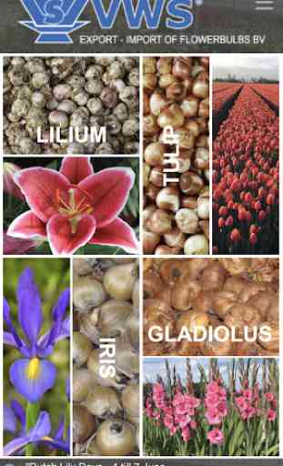 Flower Bulb Pics and Info 5 1