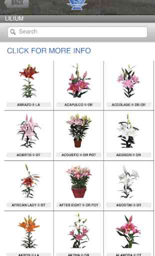 Flower Bulb Pics and Info 5 3