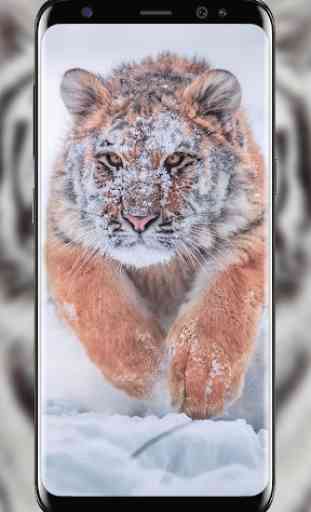 Snow Tiger Live Wallpaper 1