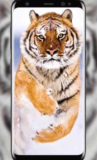 Snow Tiger Live Wallpaper 2
