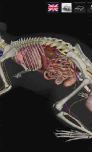 3D Rat Anatomy 1