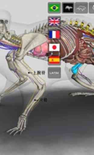3D Rat Anatomy 3