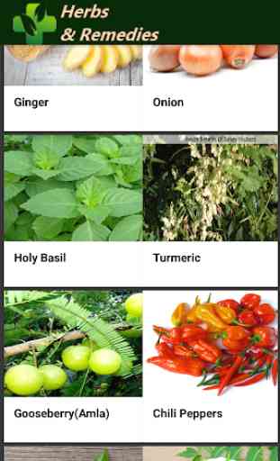 Herbs & Home Remedies,Natural Cure,Herbal Medicine 4