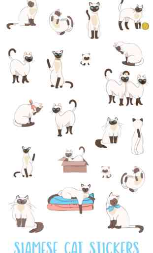 Siamese Cat 1