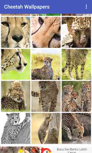 Cheetah Wallpapers 3