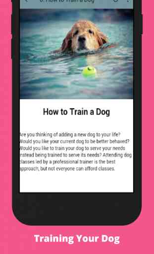 Dog Obedience Training 4