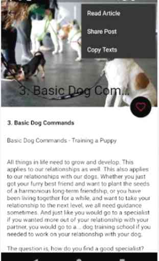 Dog Obedience Training(Puppy Training) 4