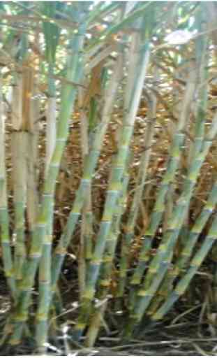 KALRO Sugarcane Production 1