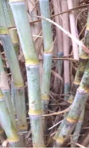 KALRO Sugarcane Production 2