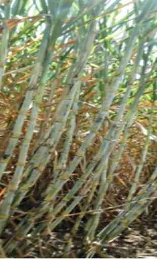 KALRO Sugarcane Production 3