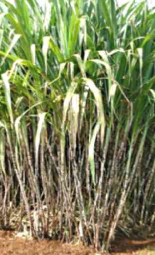 KALRO Sugarcane Production 4