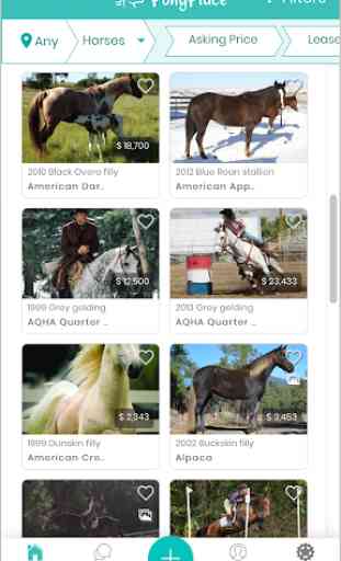PonyPlace - Buy and Sell Horses and Tack 1
