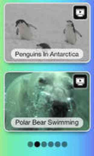 Winter Animals Videos, Games, Photos, Books & Activities for Kids by Playrific 1