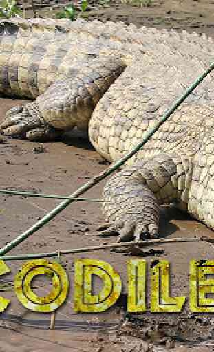 Life of Crocodile - Wild Sim 1