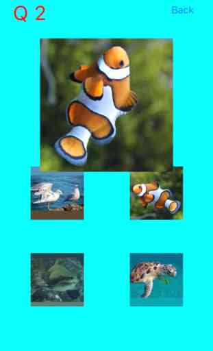 Which Is The Same Fish? for Clownfish and Friends 1