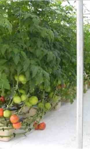 Agriculture Hydroponics 4