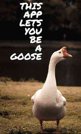 Goose Honker 1