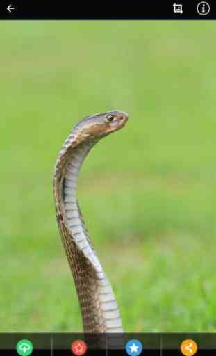 Indian Cobra Snake Wallpaper 3