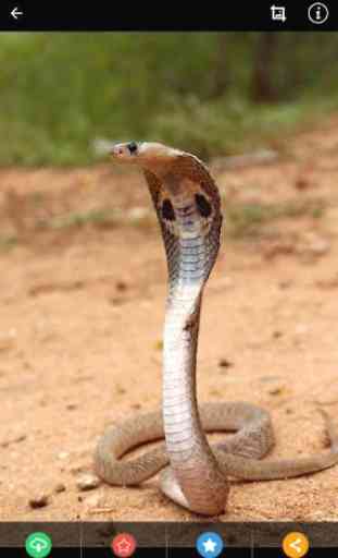 Indian Cobra Snake Wallpaper 4