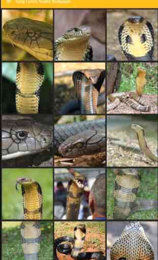 King Cobra Snake Reptile Wallpaper 1