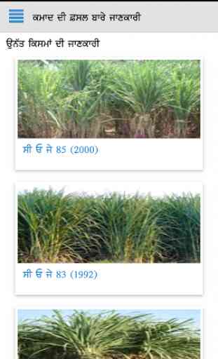 Sugarcane DSS 2