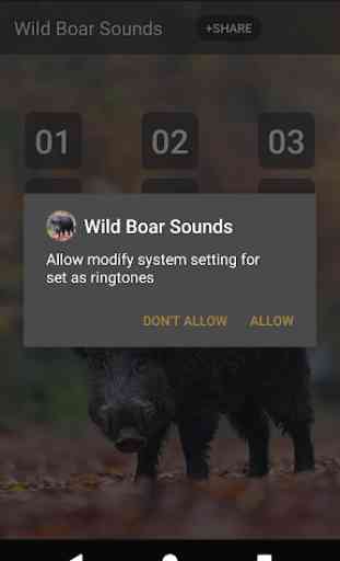 Wild boar sound & calls 3